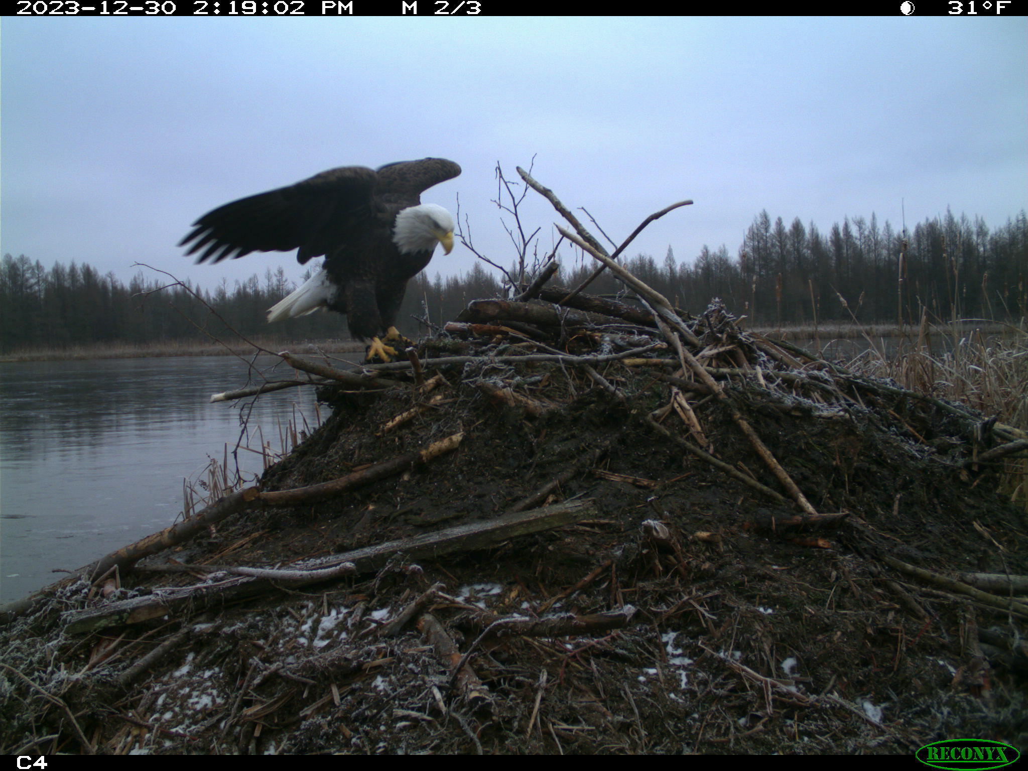 A bald eagle perching on a beaver dam